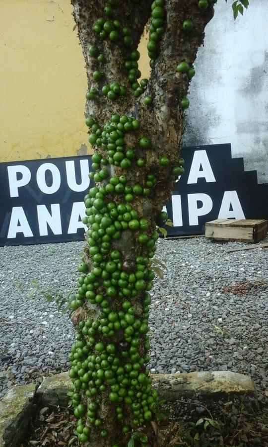Ana Poipa *